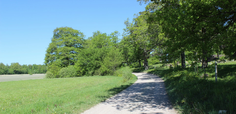 Grusväg mellan en skogsslänt och en äng.