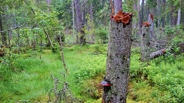 Kottorps naturreservat