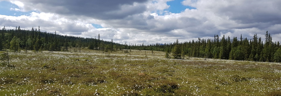 Ullmyren, Skärkdalen.