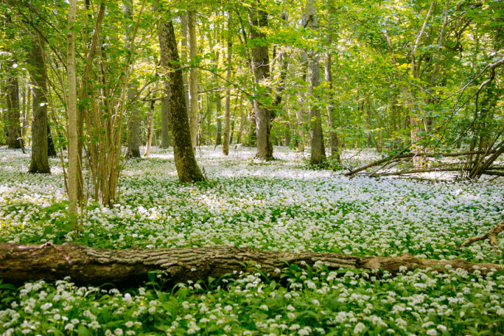 Kinnekulle - det blommande berget