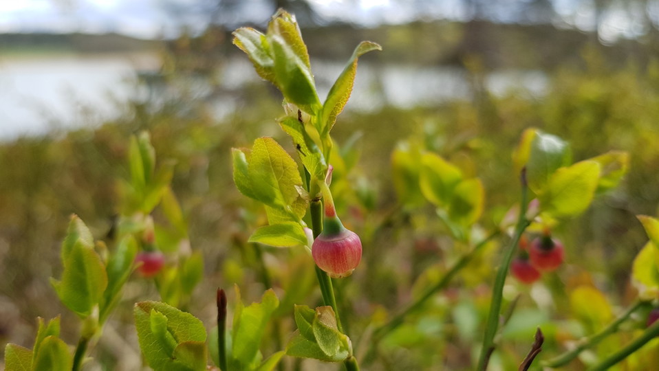 Blommande blåbär vid Hustegaholm. Foto Lidingö stad