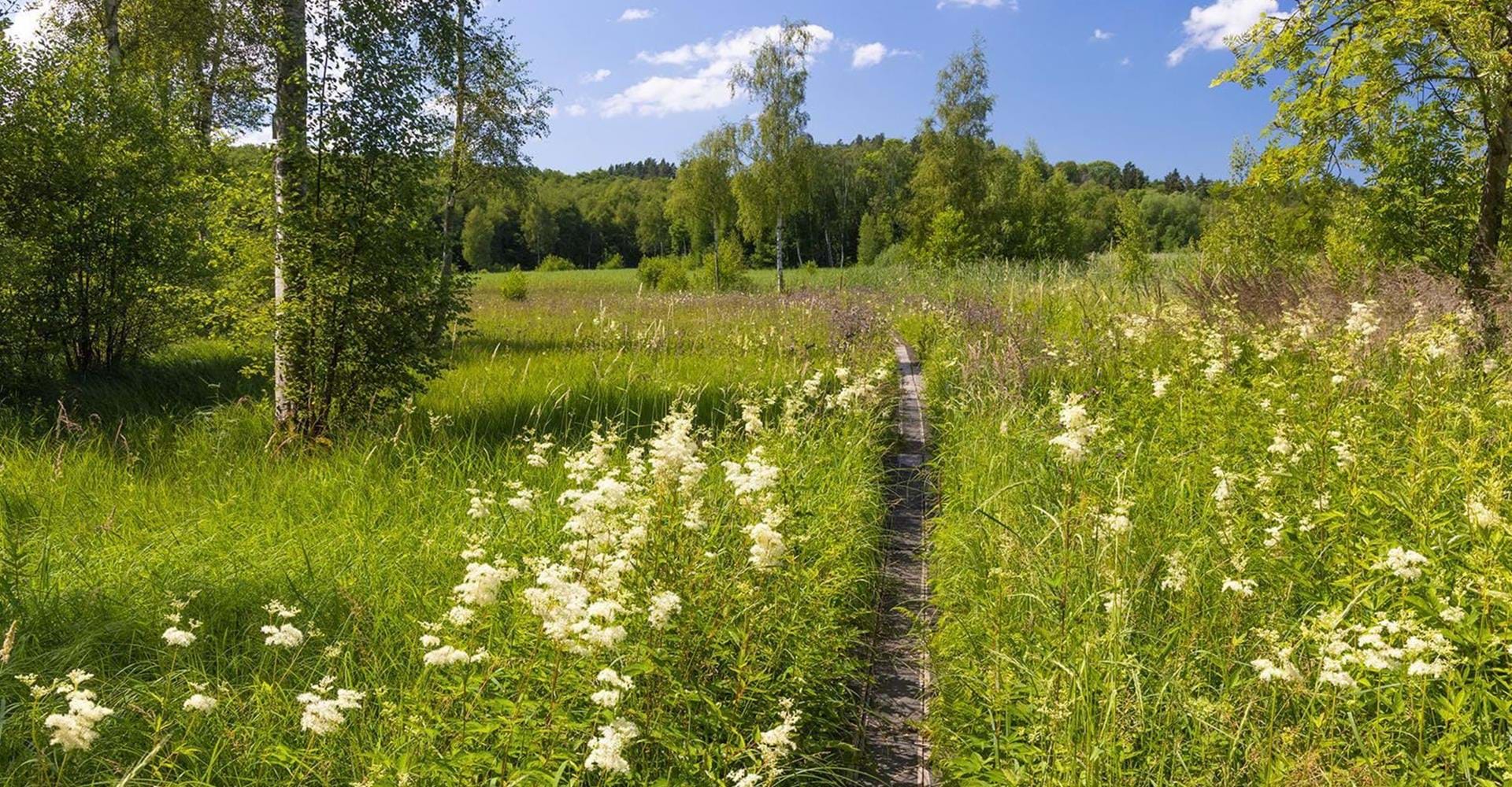 Östgötaleden går genom Knäppans kalkkärr på stigar och spänger.
Etapp: Motala-Borensberg, Sjöbo-Knäppan runt.