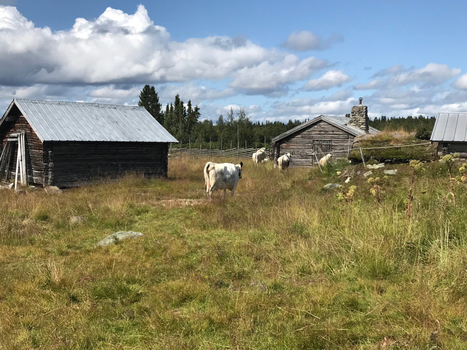 Fäbodvallen Östra Arådalen