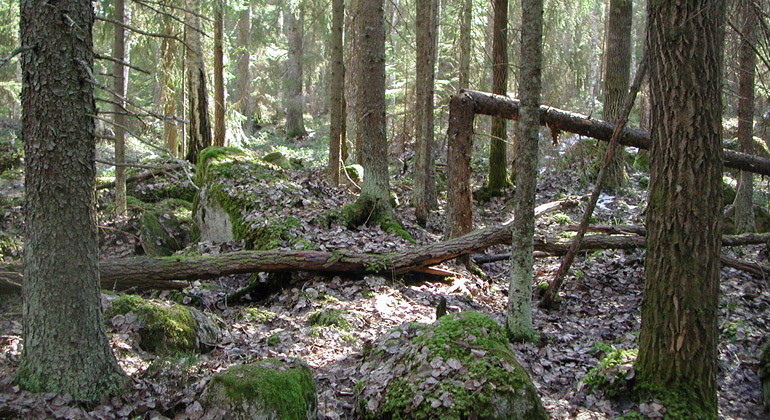 I Gammelsälls naturreservat finns gott om död ved (träd).
