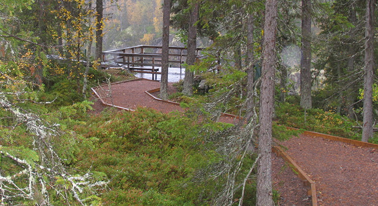 A gravel trail in the woods, leading to a viewpoint.