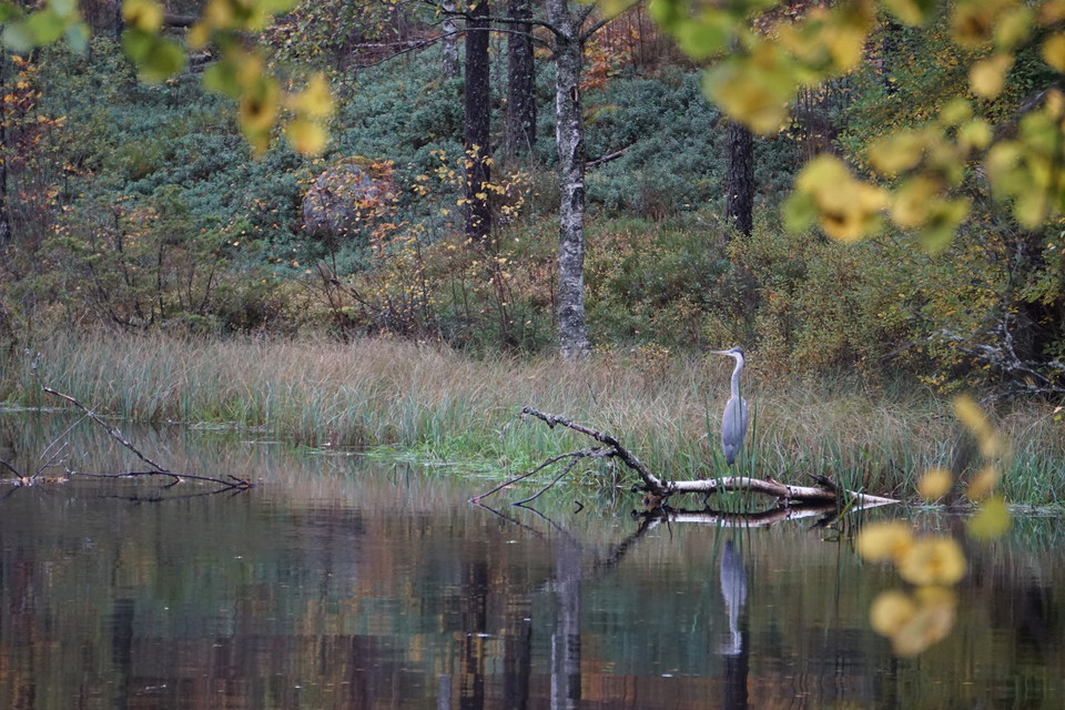 Foto: Johan Svedberg