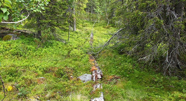 Trail Björnstigen, Laisdalen