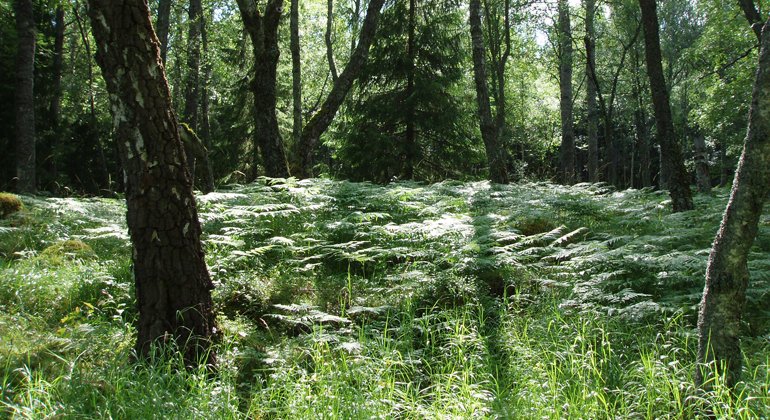 Frodig lövmiljö med ormbunkar i Landa naturreservat.