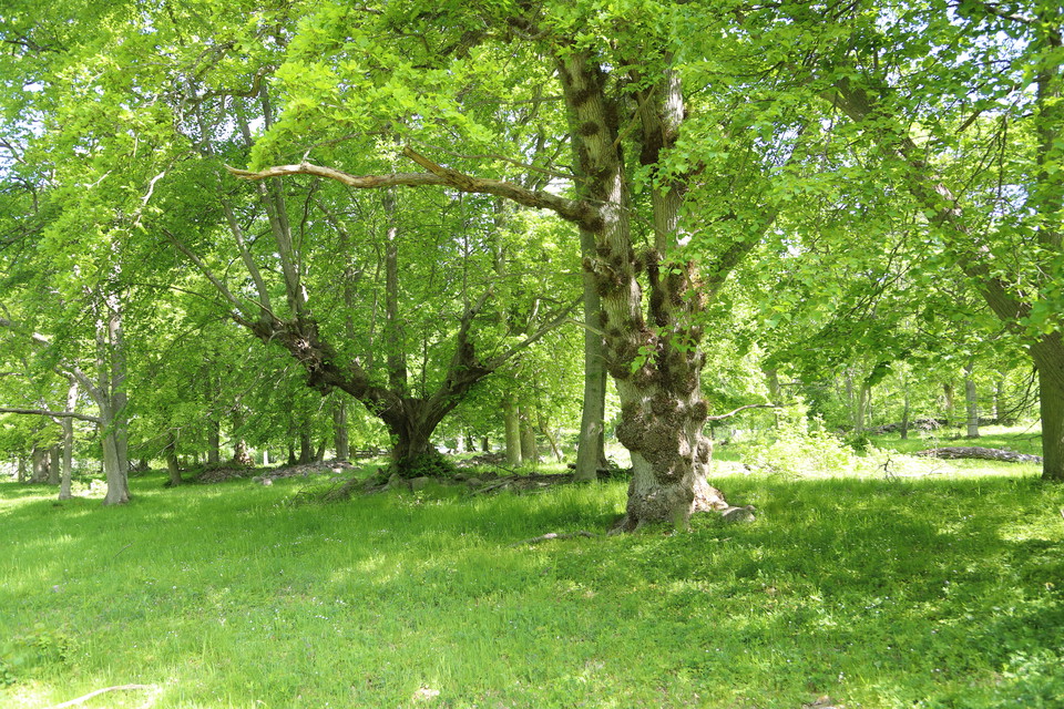 "Camping in Nature Reserves and Outdoor Recreation Areas – What Are the Rules?"