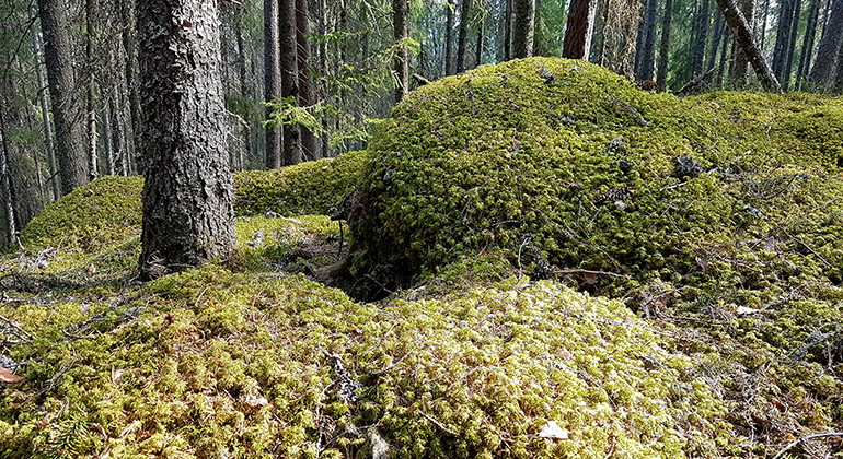 Mossklädda stenblock. Foto.