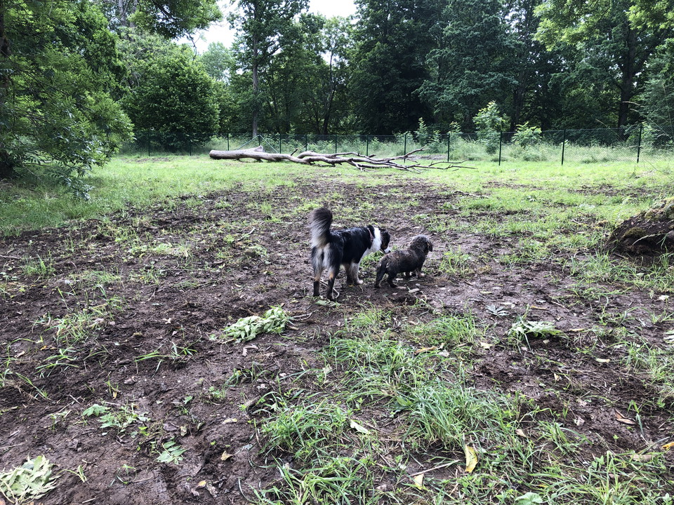 2 hundar i hundlekpark i Älmhult