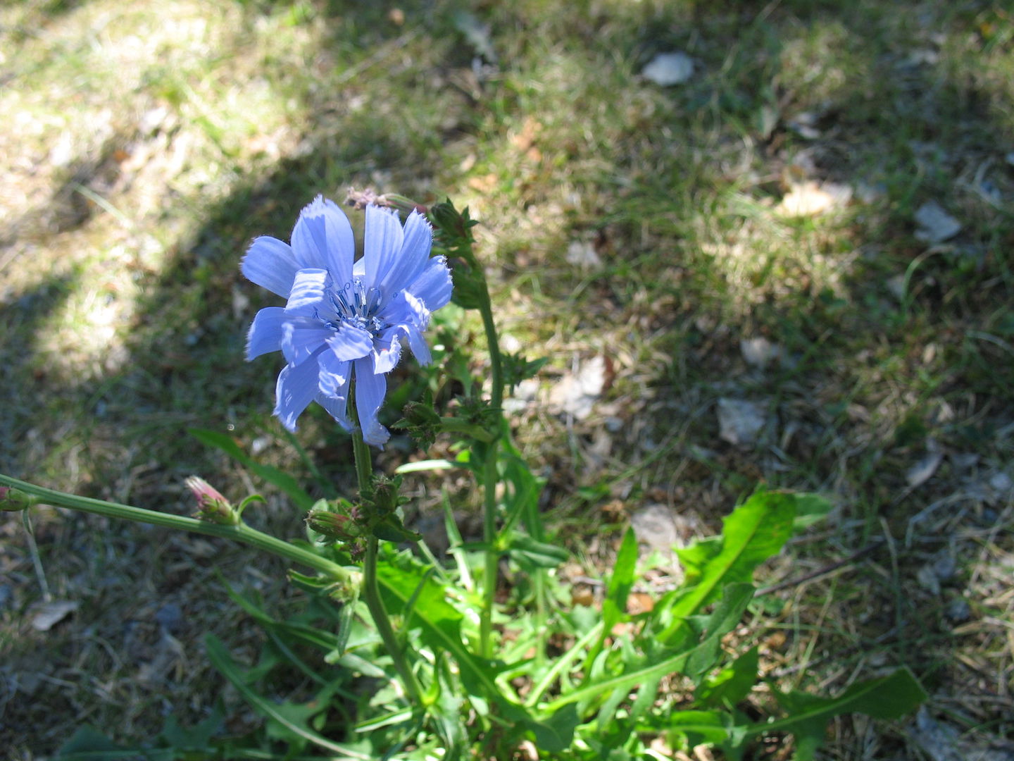 Cikoria