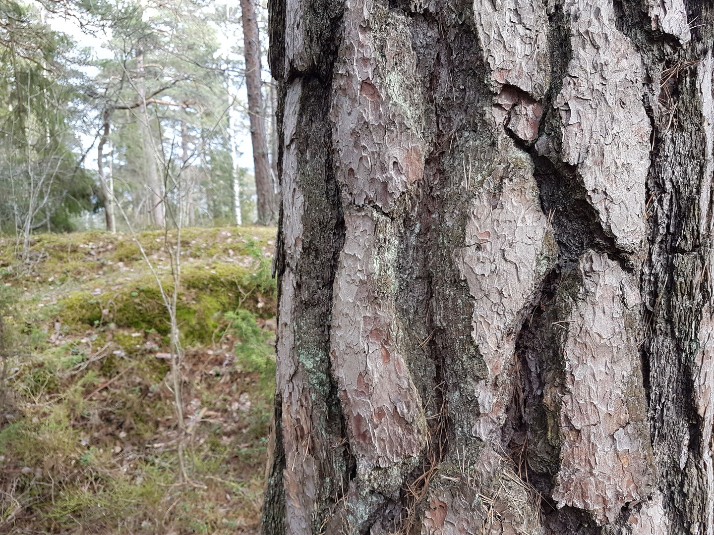 Jättetall. Foto Lidingö stad.