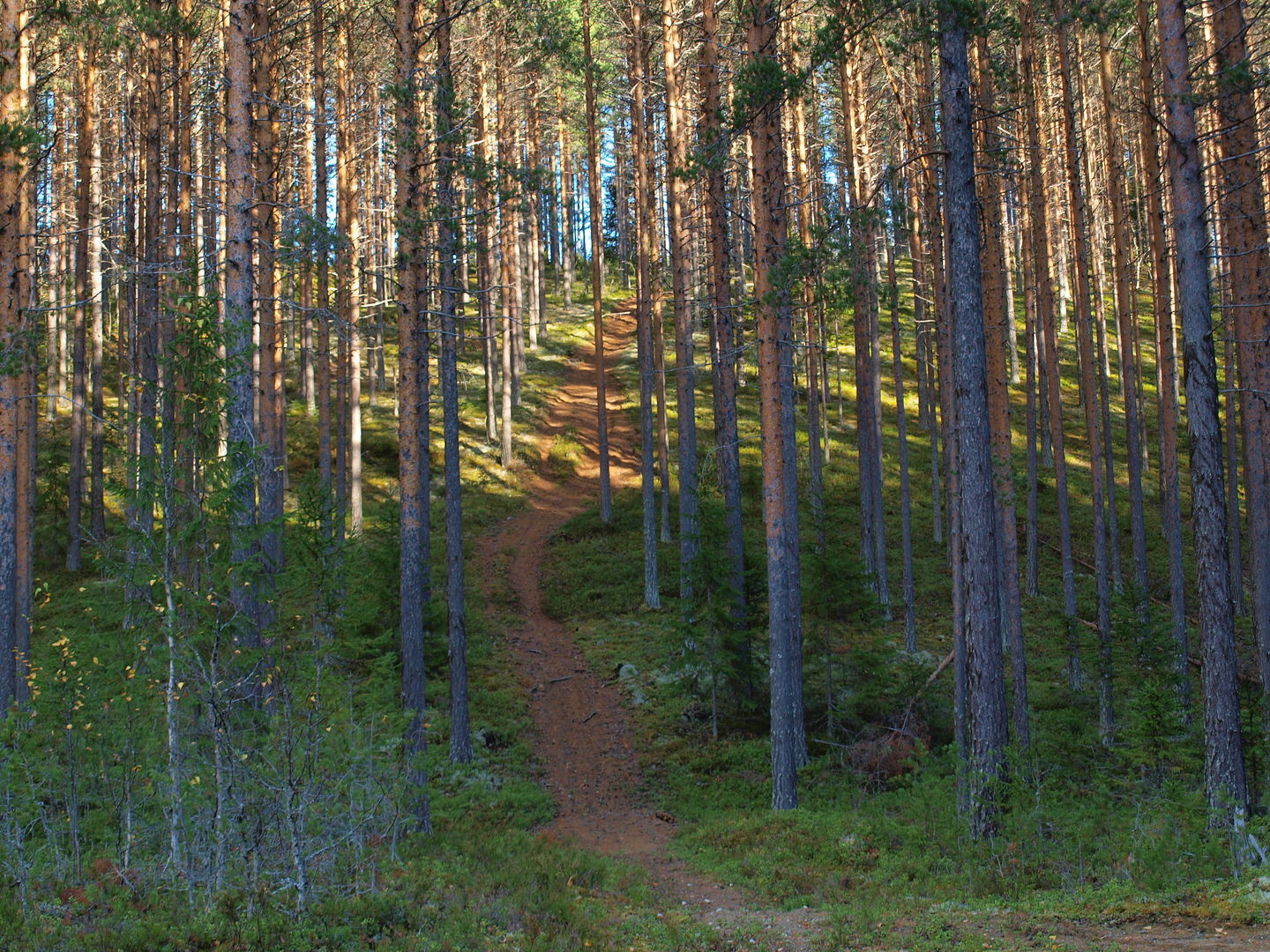 Getryggen, Krångede