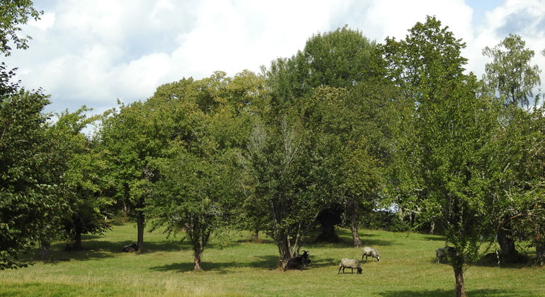 Hallstad ängar, Naturreservat