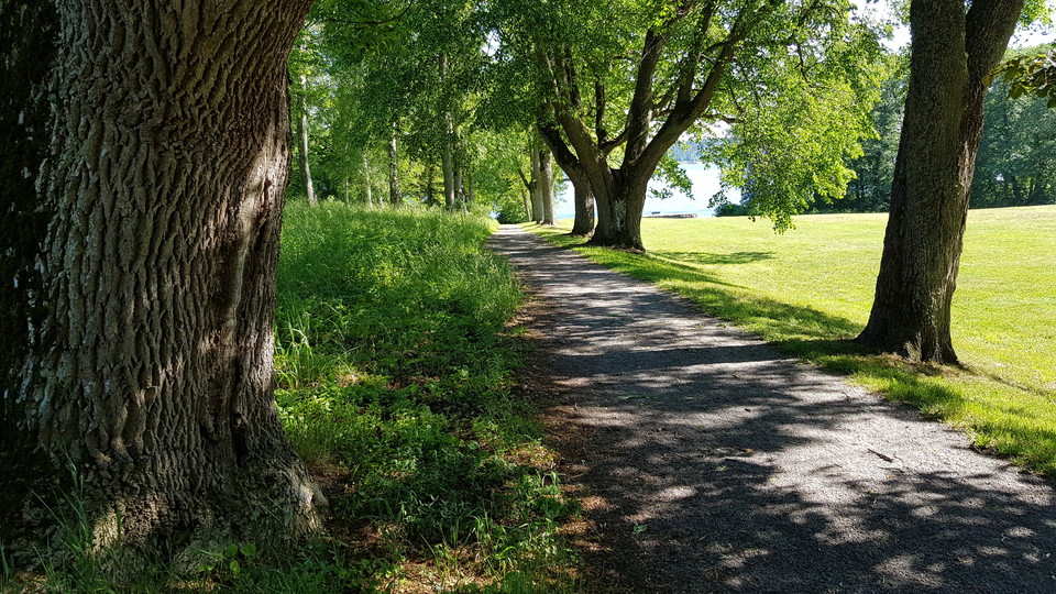 Allé vid Elfviks gård. Foto Lidingö stad