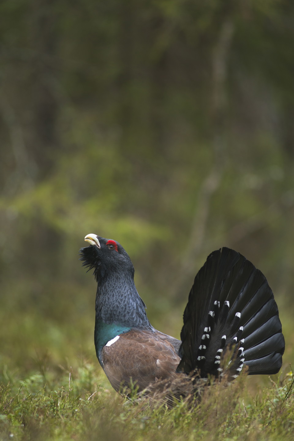 Tjäder, obs att bilden är lodrät i sitt original