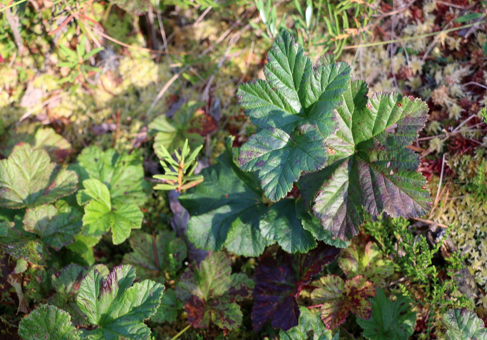 Hjortronblad i mossa.