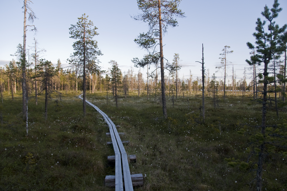 Spångad stig mellan Långnäsvägen och Mejvansjön.