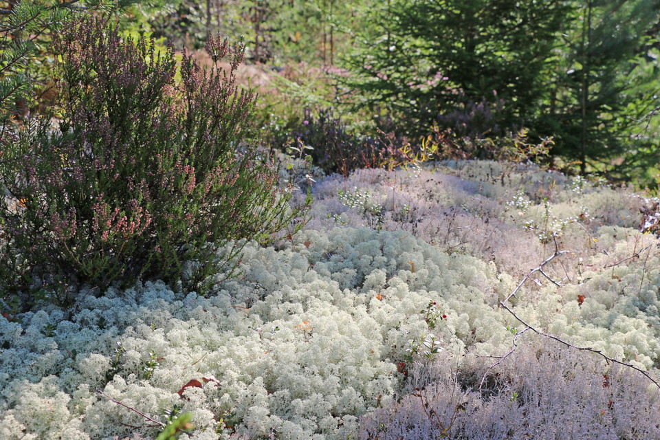 Vit mossa och ljung.