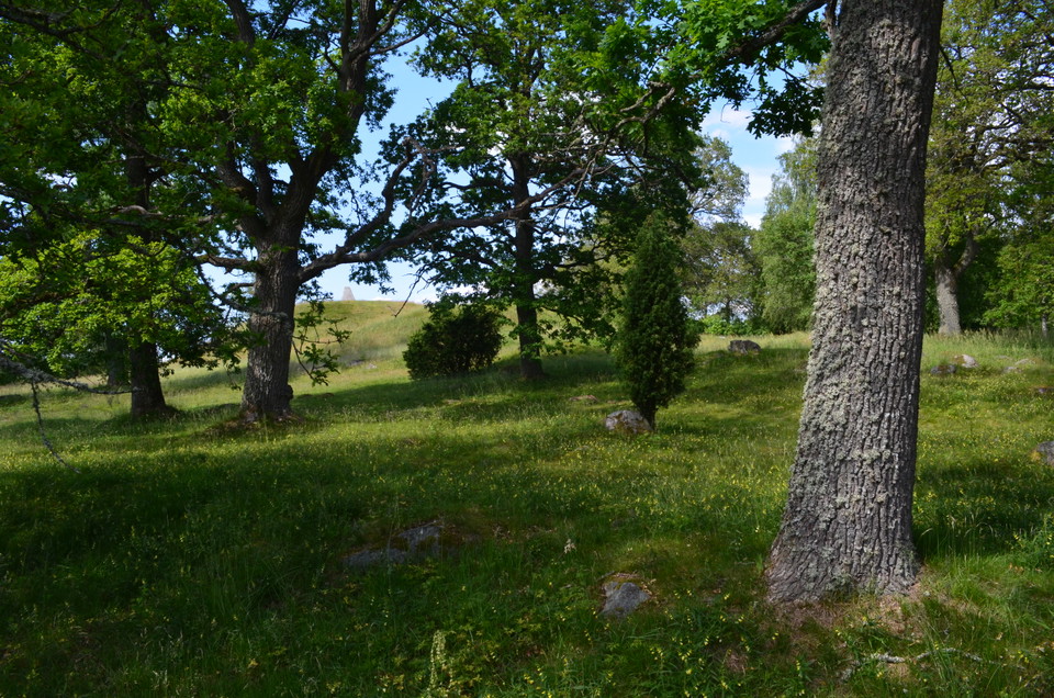 Värdefulla träd