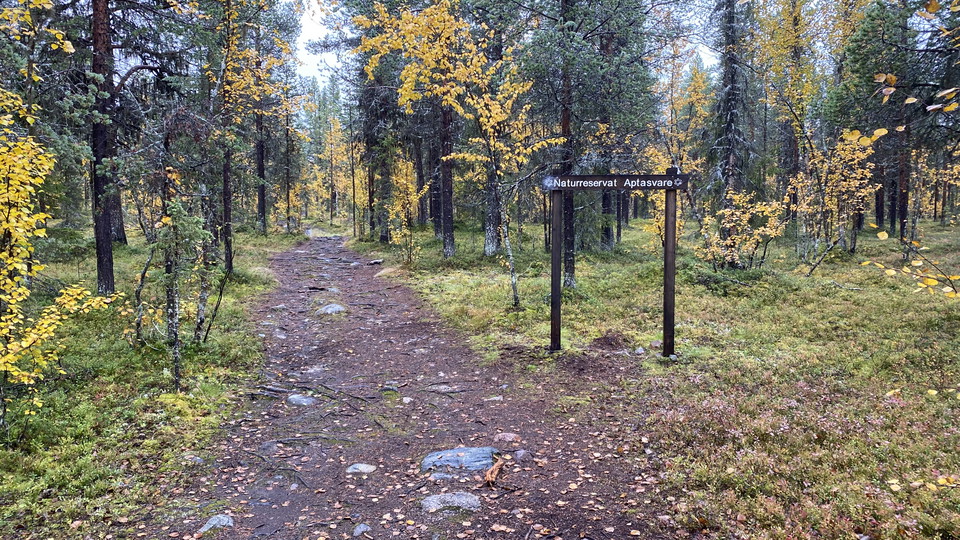 En bred stig i en barrblandskog.