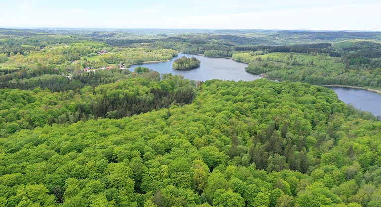 Vy ovanifrån över bokskogen