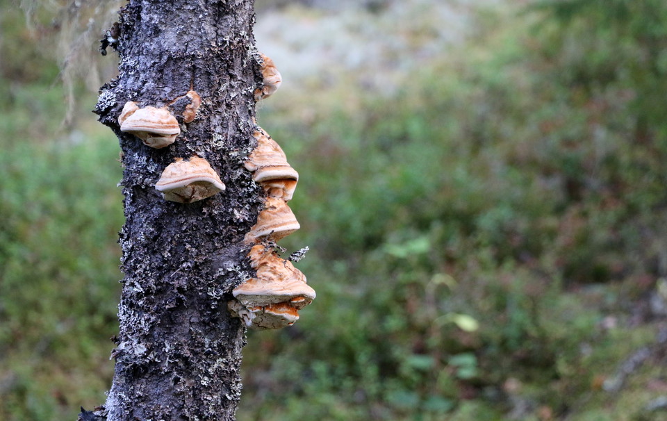 Många små tickor på en trädstam.