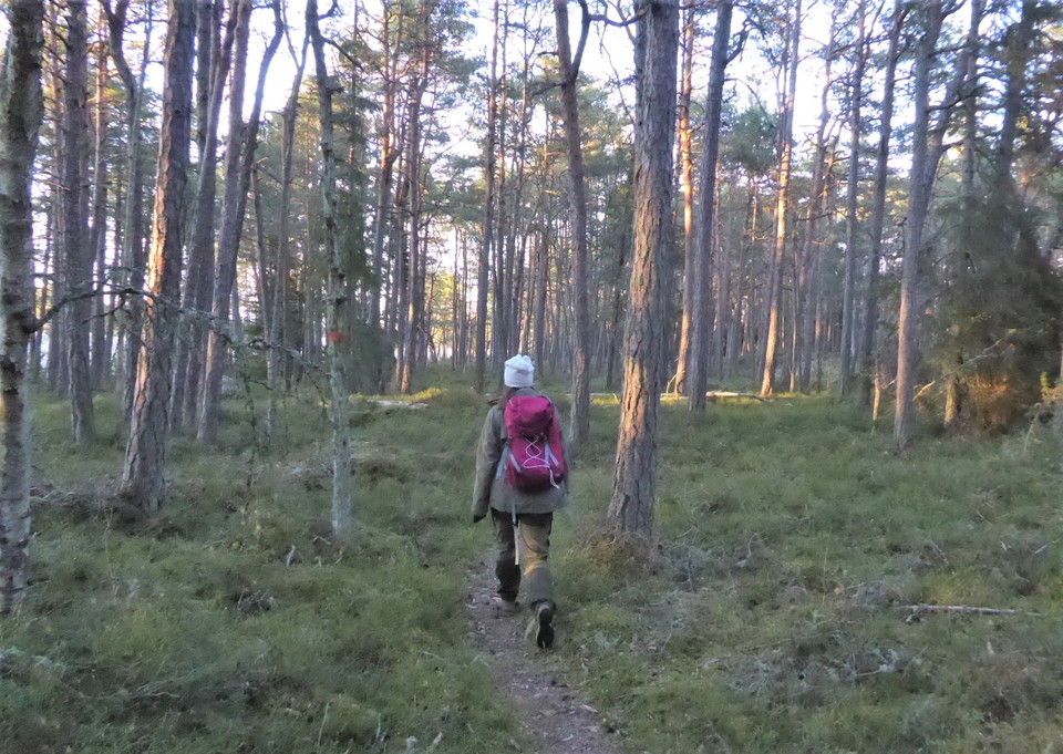 Vandring i kvällsljus på Dyrön