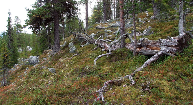 Gammelskog i Allejaure.