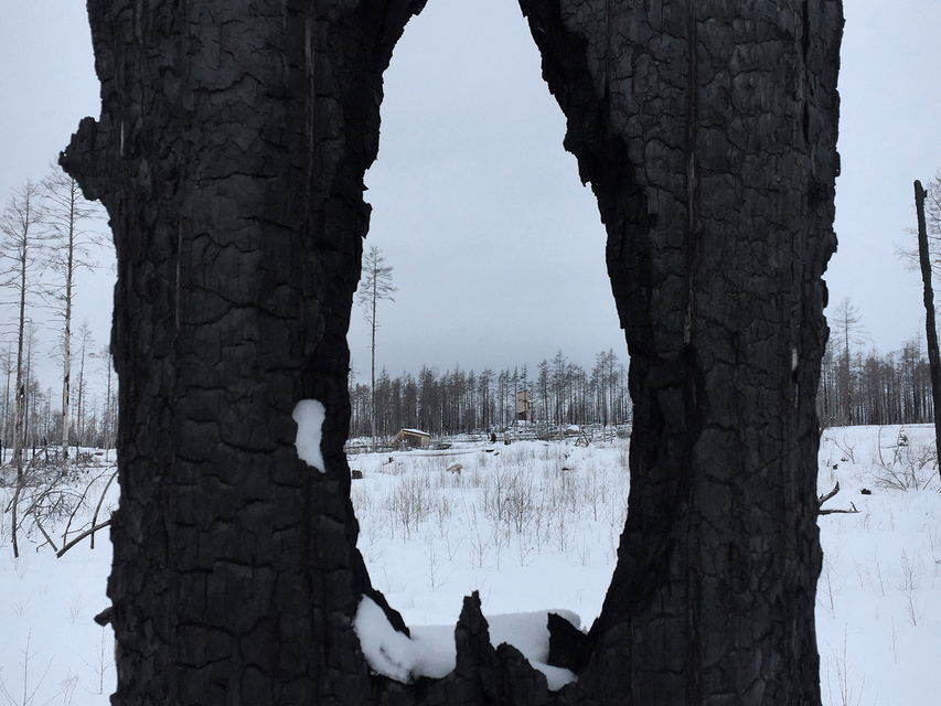 Grävlingsberget med dess anläggingar syn i bakgrunden, i förgrunden en bränd stam med hål i.