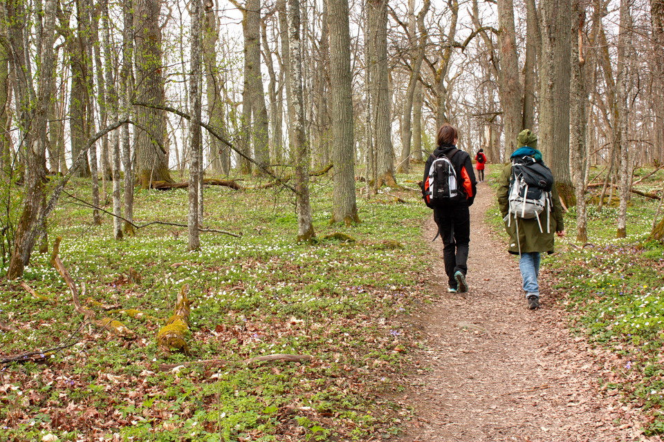Tre personer går på en bred stig genom en skogsdunge. På marken finns många vita blommor. 