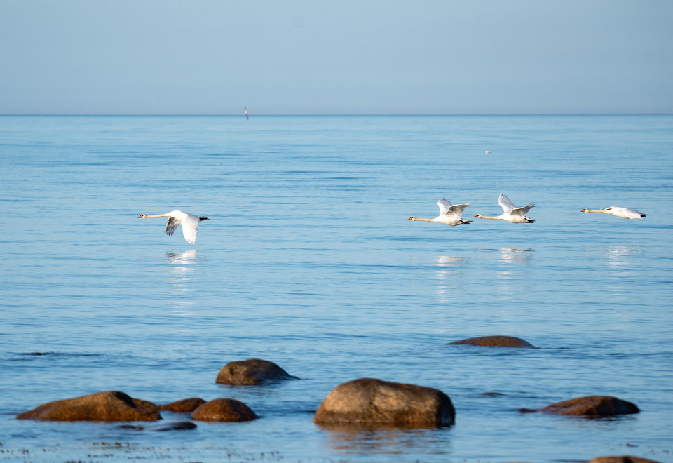 Knölsvanar över havet
