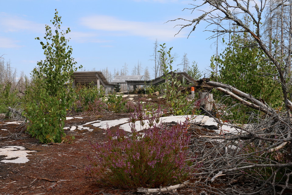 I förgrunden en blommande ljungtuva. I bakgrunden anas grå träbritsar.