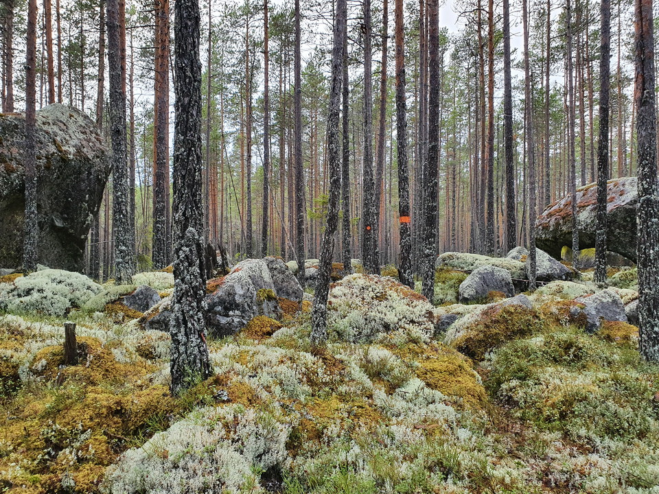 Markerad led genom mycket blockig terräng med äldre taniga tallar och mossor och lavar