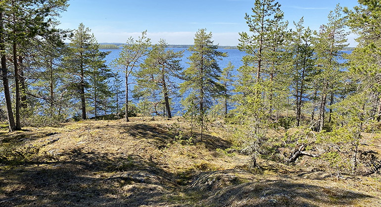 Utsikt västerut i den nordvästra delen av Säivisnäs.