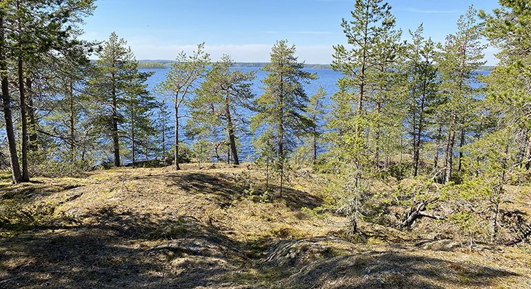 Utsikt västerut i den nordvästra delen av Säivisnäs.