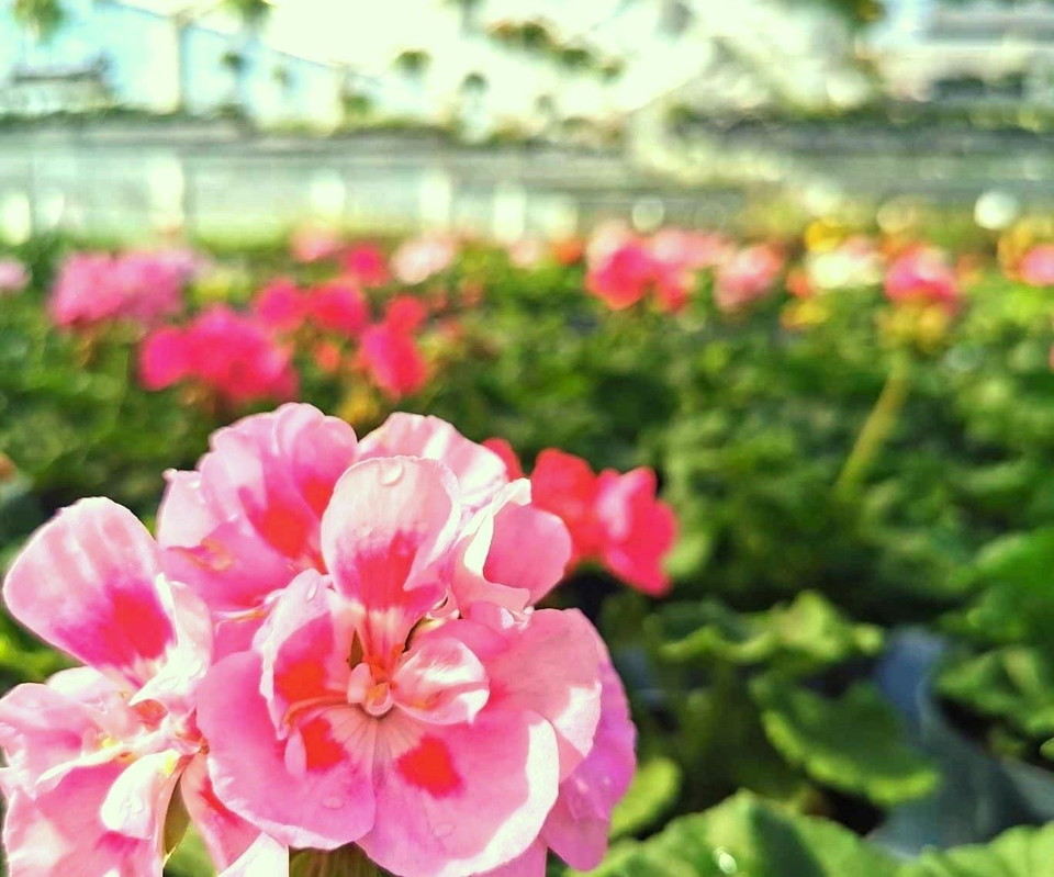 Pelargoner