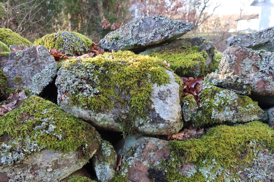 Mossbelupen stenmur