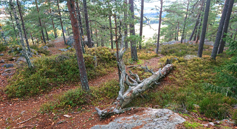 Gles tallskog innan branten.