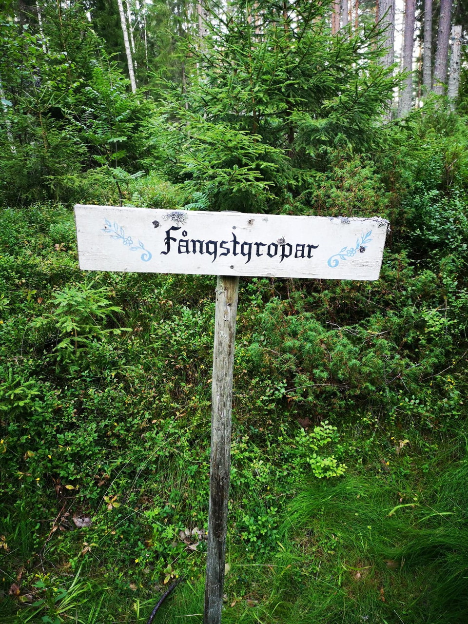 Fångstgropar