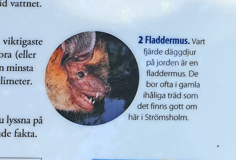 Bil på och text om fladdermöss.