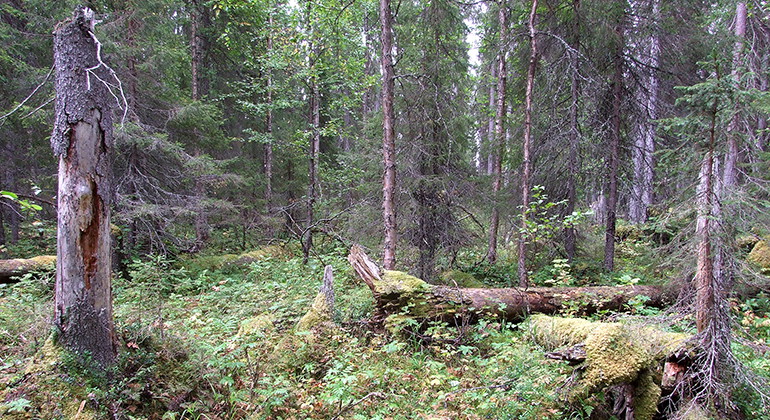 Tervajoki.