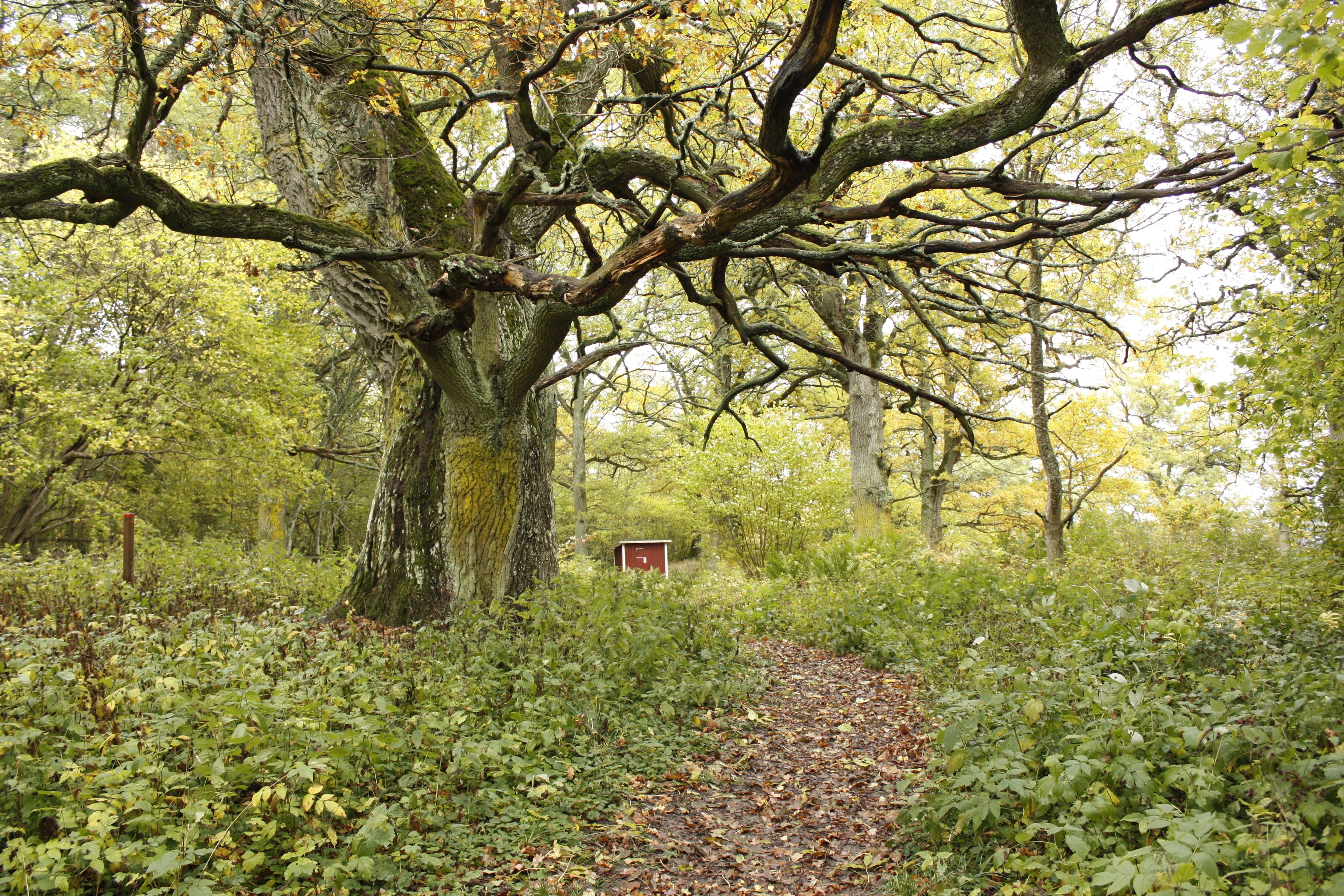 En bred stig genom ett lummigt grönområde leder fram till en torrtoalett. Vid stigen står ett grovt ekträd.