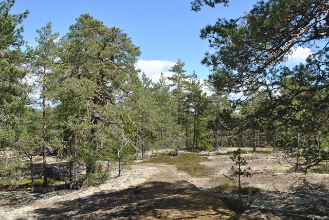 Gävsjöskogens hällmarker