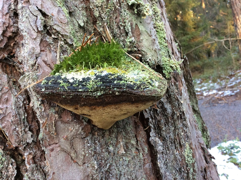 Tickor växer på gamla tallar