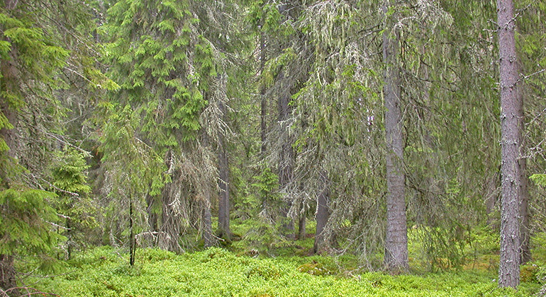 Hänglavsrik granskog. Foto Fredrik Wilde.