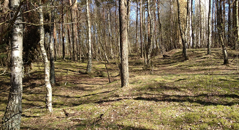 Lerbergsskogen.