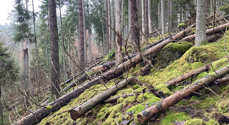 Stormar och granbarkborre har gått hårt åt skogen i Nyteboda. 