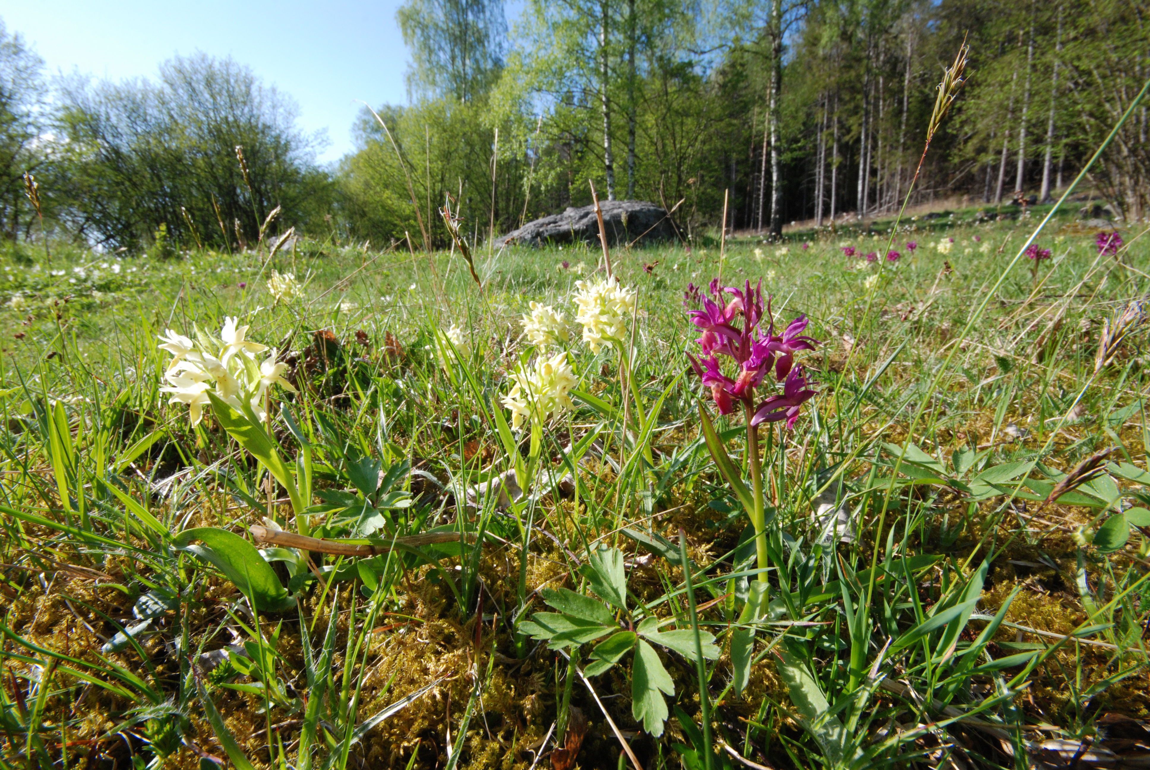 Här blommar hundratals Adam och Eva